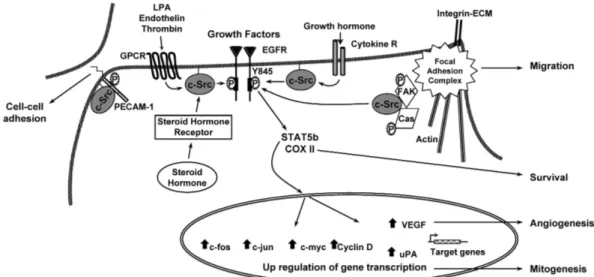 Figure 1.4: Oncogenic processes regulated by c-Src. Reproduced with permission from Ishizawar &amp; Parsons (2004).