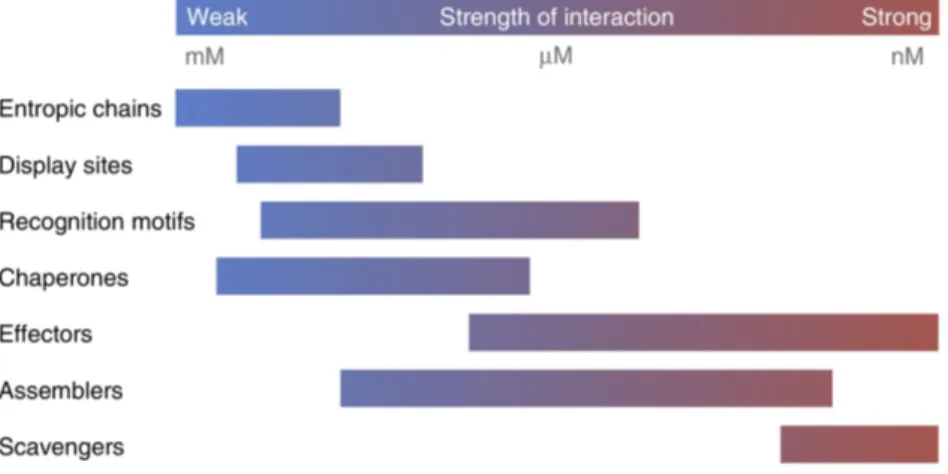 Figure 1.16: Different affinity ranges of IDPs accomplishing different functions. Reproduced with permission from Tompa et al