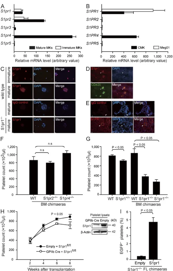 Figure 1.  MKs express S1pr1, and S1pr1-deficient mice display severe thrombocytopenia