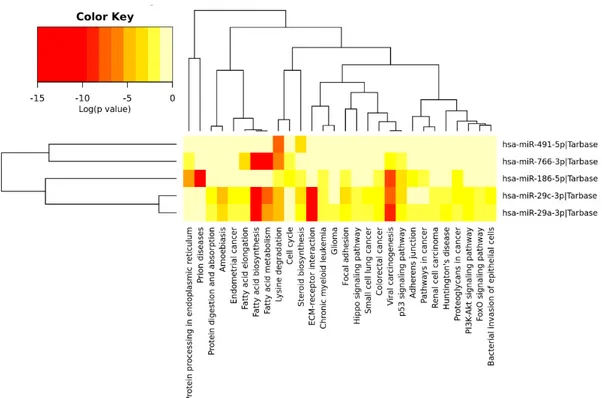 Figure 6. Heatmap of differentially expressed miRNAs vs. significantly enriched functional  pathways