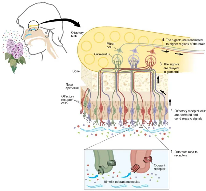 Fig.  1.2:  The  organization  of  the  human  olfactory  system  with  schematic  illustration  of  odorant 