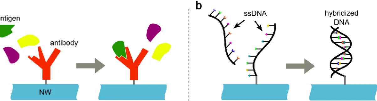 Fig. 1.5: Schematic illustration of biosensor concepts based on specific a) antibody-antigen binding 