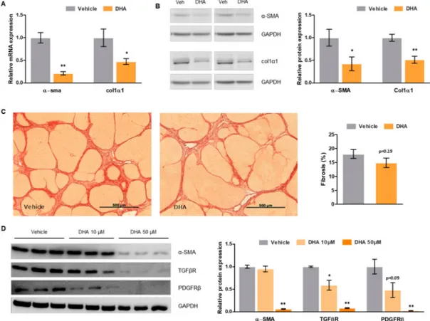 Figure 3. Effects of DHA on hepatic stellate cell (HSC) phenotype and fibrosis. (A) α-SMA and