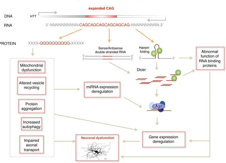 Figure 7. Model of RNA pathogenic mechanism in HD. Several RNA dependent mechanisms contribute to HD pathogenesis