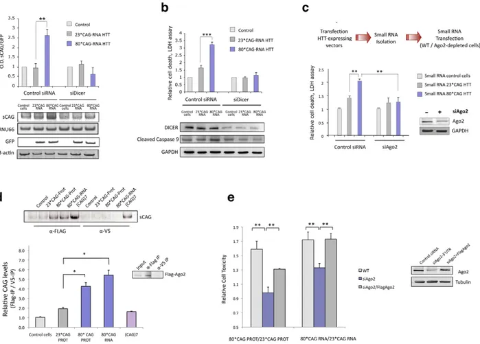 Figure 4. sCAG neurotoxic effect is dependent on Dicer and Ago proteins. A. Dicer knockdown inhibits the generation of sCAGs produced by the expression of 80*CAG HTT-e1