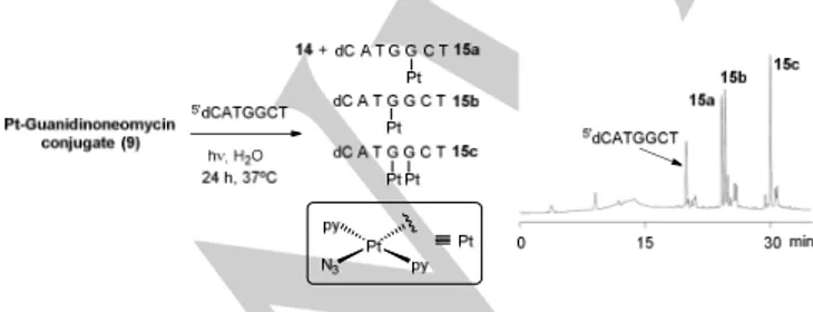 Figure 6. Cell accumulation of platinum in SK-MEL-28 and DU-145 cells after 