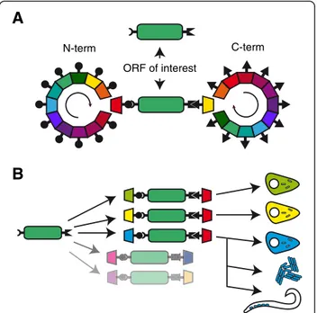 Figure 1 A combinatorial strategy for the expression of proteins as fusions with functional modules