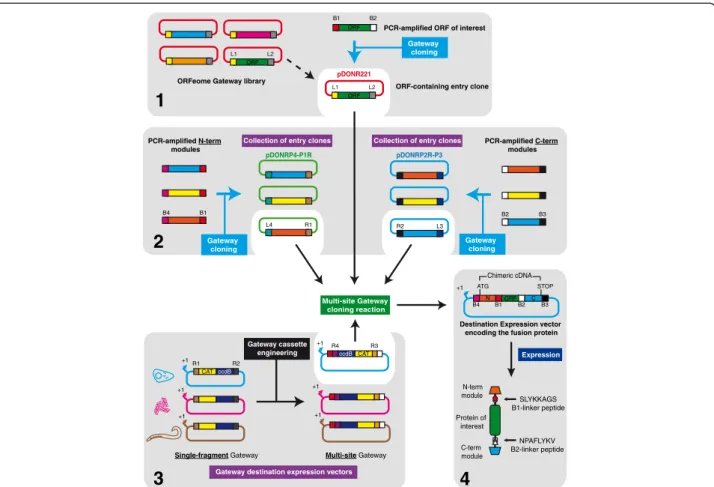 Figure 2 Strategy for the cloning of fusion proteins. Cloning is based on the Multi-site Gateway kit from Invitrogen