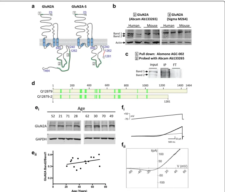 Fig. 2 Two GluN2A protein bands are observed in human but not mouse brain. a Topology of the GluN2A subunit of the NMDA receptor and of GluN2A-S predicted from human mRNA studies