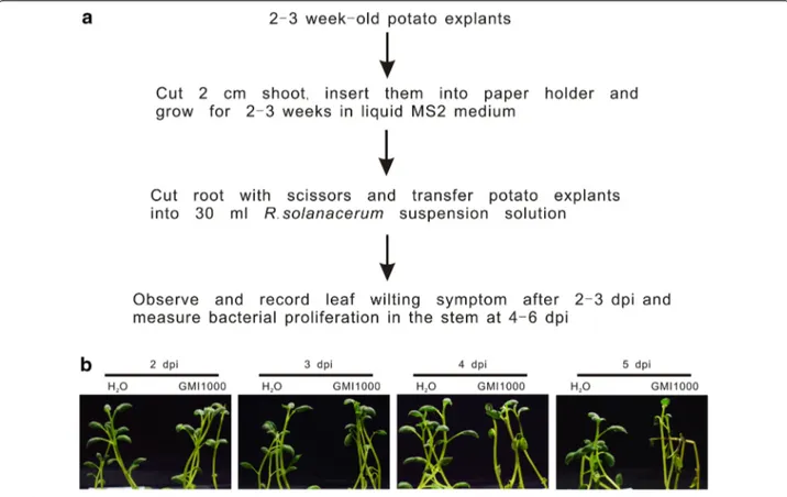 Fig. 1  R. solanacearum inoculation causes wilting of potato grown under hydroponic conditions