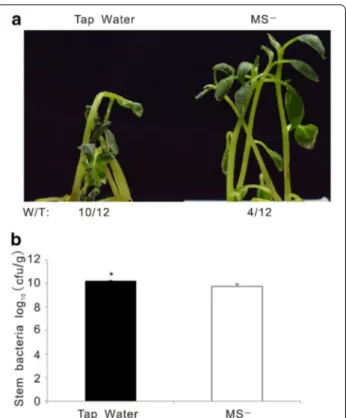 Fig. 4  Potato plants infected with different R. solanacearum 