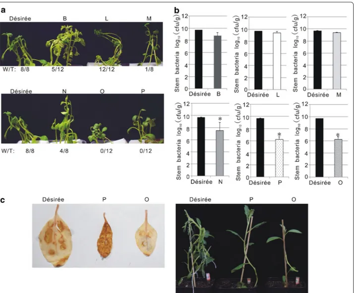 Fig. 8  Potato varieties exhibited differential resistance to GMI1000 in the in vitro infection system