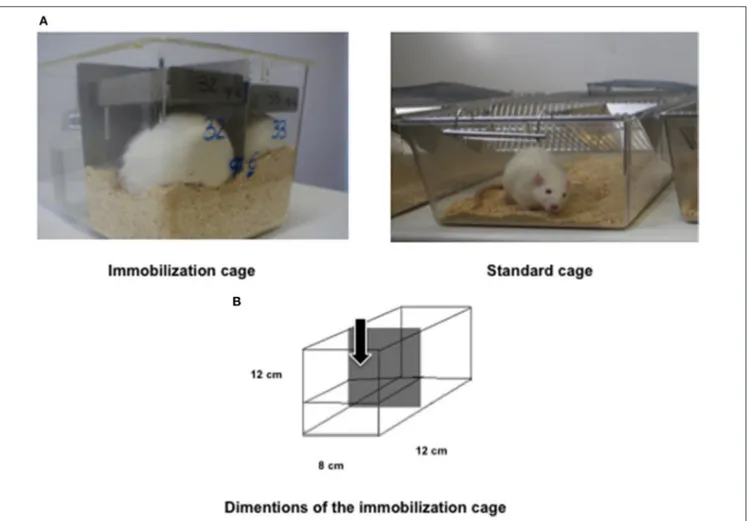 FIGURE 1 | Immobilization model. (A) Representative pictures of immobilized rats and control rat in a standard cage