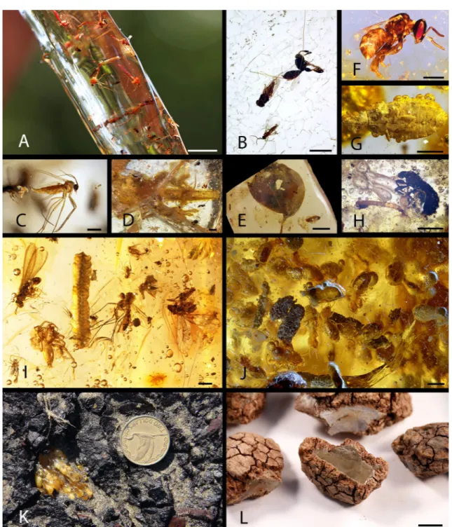 Figure 3.  Bioinclusions in Defaunation resin and Holocene copal from different places
