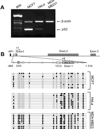 Figure 1. pS2 gene expression and DNA methylation patterns in MCF7, HeLa and MDA MB231 cells