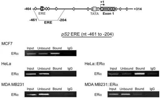 Figure 5. ERa only associates hypomethylated ERE region of pS2 . Representative experiments of ERa ChIP assays in ERa-rich MCF7 cells, in ERa-negative HeLa and MDA MB231 cells, and in HeLa and MDA MB231 expressing the vector HEG0 encoding ERa (HeLa::ERa, a