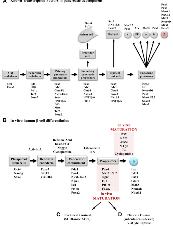 Figure 1 —Simpliﬁed model of pancreas organogenesis and differentiation and maturation strategies to obtain a functional b-cell