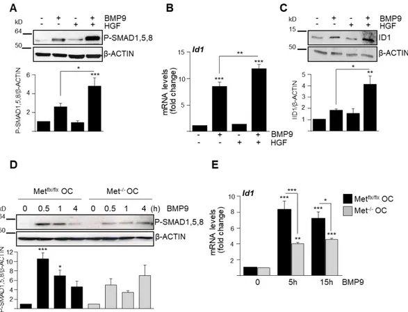 Figure  2.  HGF/Met  signaling  potentiates  BMP9-mediated  small  mothers  against  decapentaplegic 