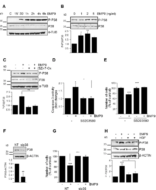 Figure 5. Activation of p38MAPK is required for BMP9-mediated oval cell death. A–C. Activation of  p38MAPK by BMP9