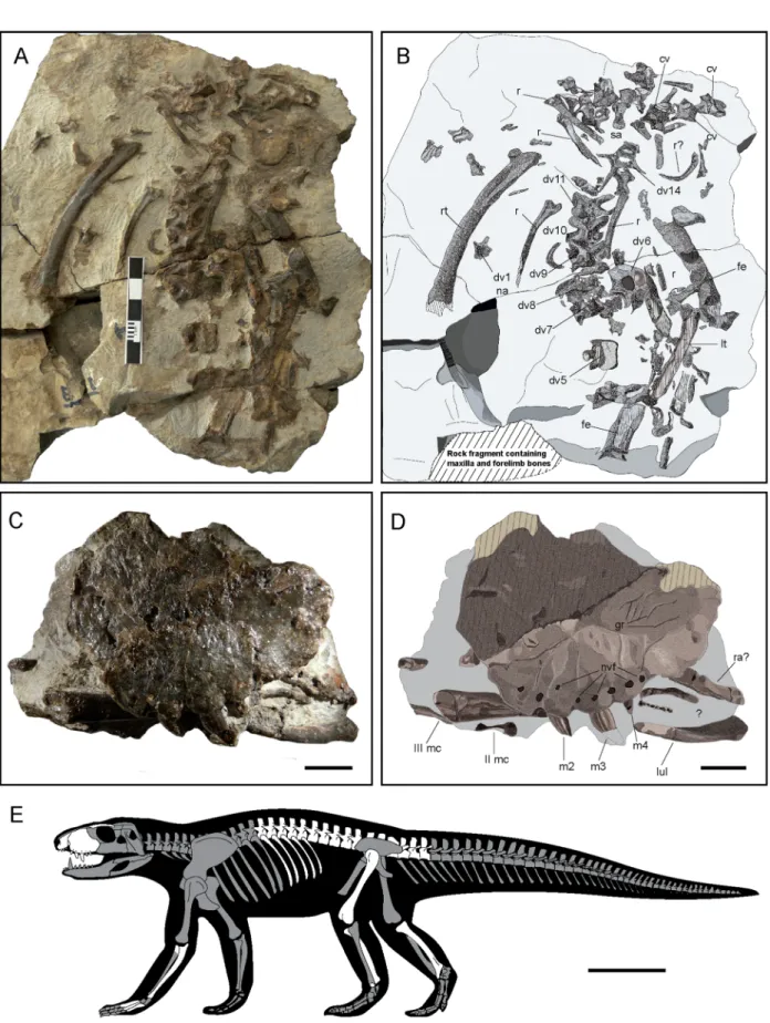 Figure 1.  Skeletal remains of of Ogresuchus furatus (MCD-7149). (A,C) Photographic and (B,D) interpretative  draws of the postcranial (A,B) and cranial (C,D) elements, and (E) silhouette showing preserved elements of  Ogresuchus furatus