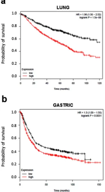 Figure 6.  Prognostic value of CNTD2 on lung cancer survival. Kaplan-Meier plots were built using the Kaplan-