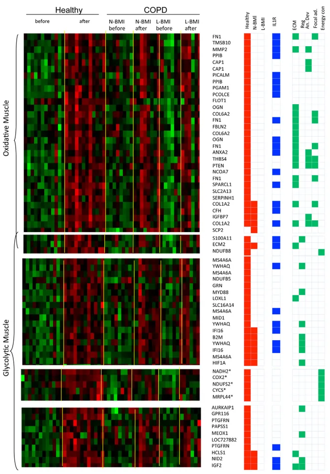 Figure 5. Effects of IL-1b in mouse glycolytic and oxidative muscles. This figure describes the effects of recombinant interleukin 1 on the transcriptional state of glycolytic and oxidative muscles