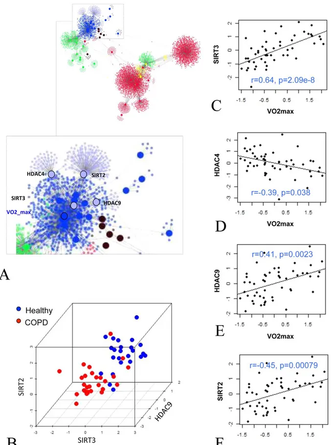 Figure 6. Expression of chromatin modification enzymes in COPD and healthy muscles. Panel A represent the close localization of histone deacetylase enzymes to VO 2 max in the inferred network