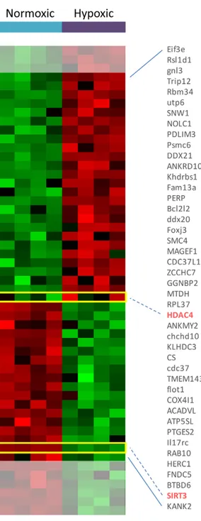 Figure 7. Genes represented in the neighborhood of VO2max are transcriptionally regulated in a mouse model of hypoxia