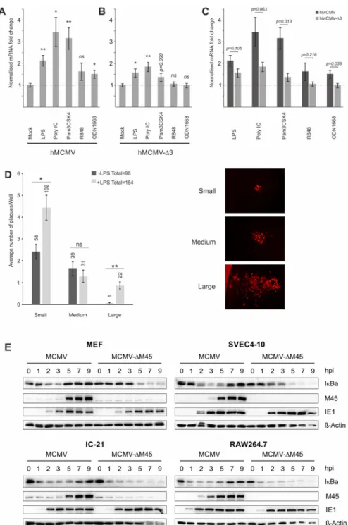 Fig 3. Effects of TLR-agonists go beyond NF κB activity and are independent of tegument proteins