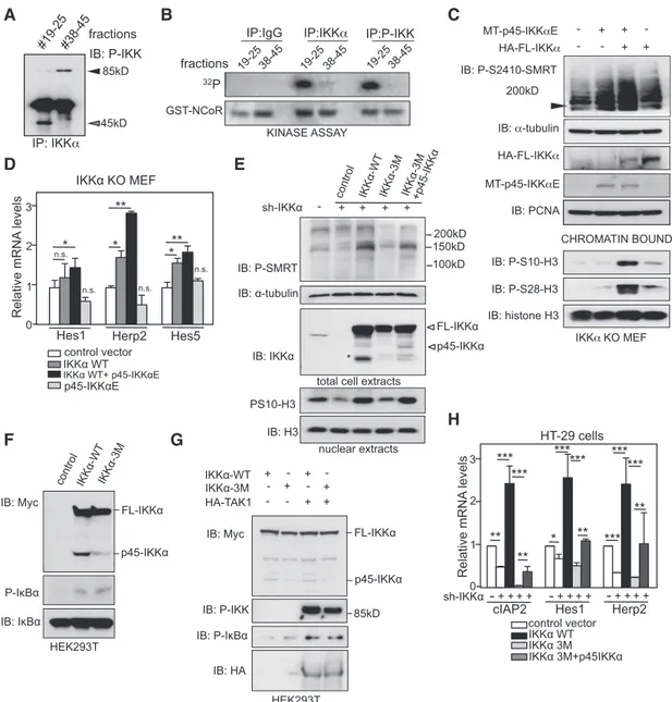 Figure 6. p45-IKK a Promotes Phosphorylation of Specific Substrates Both In Vitro and Vivo