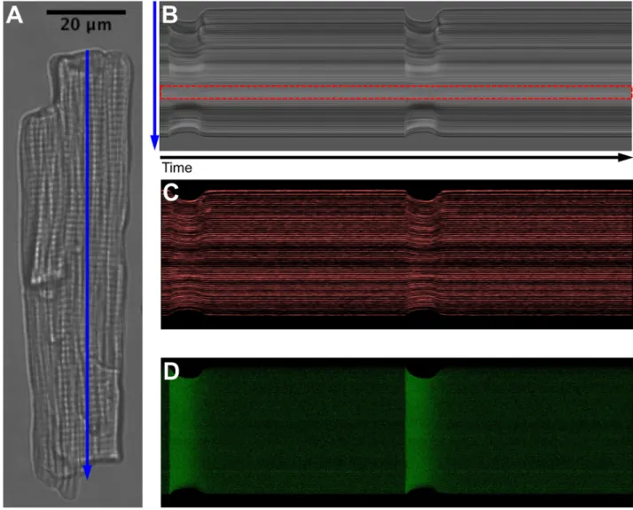Fig 1. Different images recorded during the cardiomyocyte electrical stimulation experiments, with a pacing rate of 1Hz