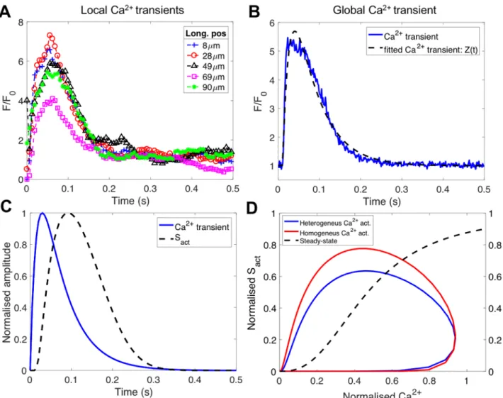 Fig 2. Experimental measured local and global [Ca 2+ ] transients and dynamic vs. steady-state force and [Ca 2+ ] relationship