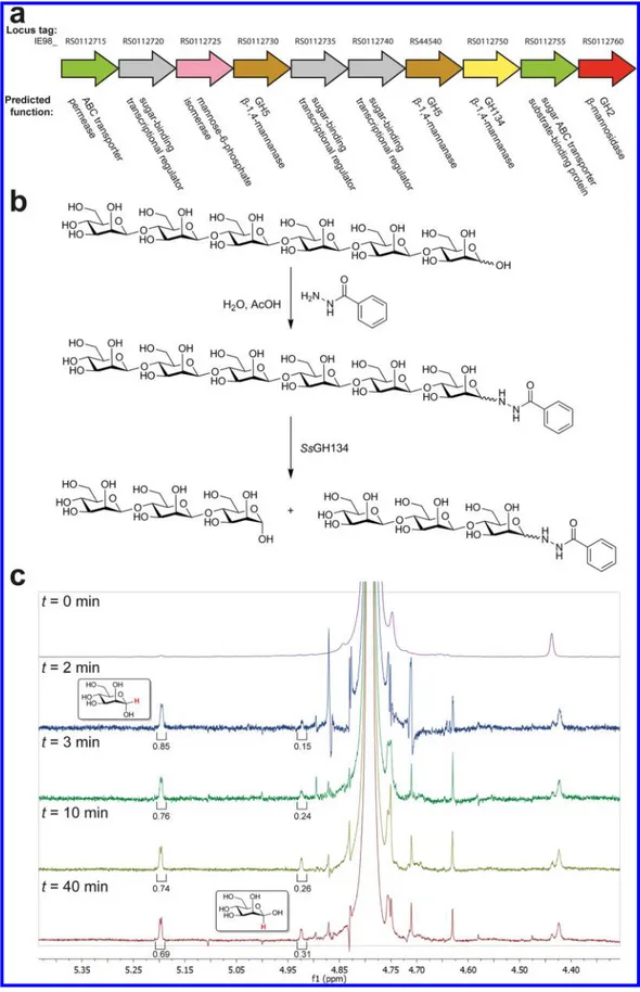 Figure 1. Family GH134 β-mannanases act with inversion of anomeric stereochemistry. (a) Genomic context of SsGH134 within the genome of Streptomyces sp