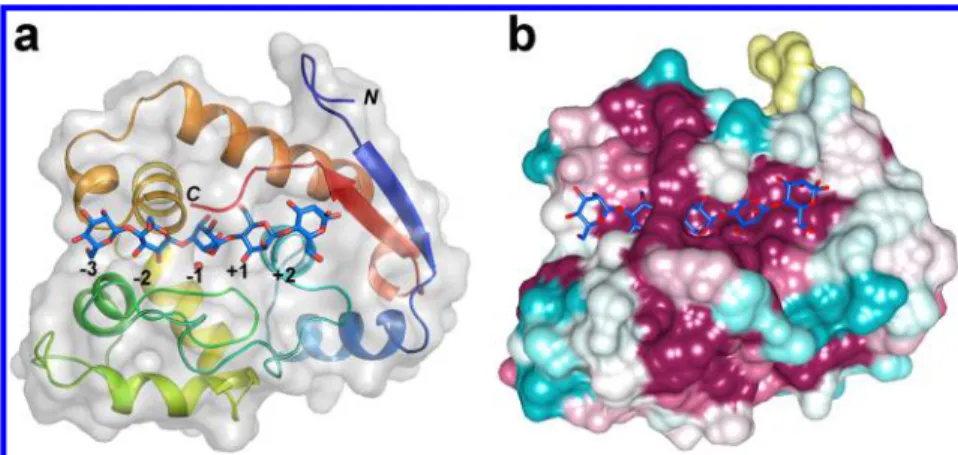 Figure 2. Family GH134 β-mannanases adopt a lysozyme-like fold. SsGH134 E45Q variant in complex with β-1,4-mannopentaose