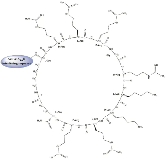 Figure  1.  Structure  of  cyclic  Tat-like  construct  KrRrGrKkRrE  fused  to  A 2A R  transmembrane  (TM)- (TM)-interfering sequences