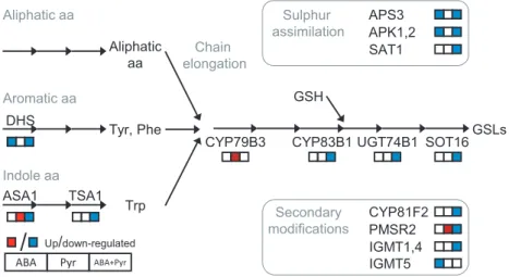 Figure 10 Glucosinolates (GSLs) metabolism. Metabolites: aa, amino acid; GSH, glutathione; Phe, phenylalanine; Trp, tryptophan; Tyr, tyrosine