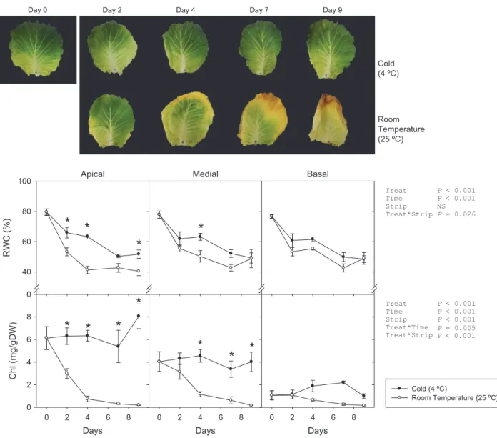 Figure 1 (Top) photographs of cold- and room-temperature-stored green cabbage leaves. (Bottom) Relative water content (RWC) and chlorophyll (Chl) of