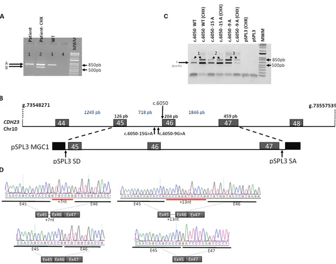 Figure 3. In vivo and in vitro splicing analysis of the identified CDH23 alleles. (A) Analysis of the  CDH23 mRNAs of whole blood samples (treated and untreated with cycloheximide, CHX) from 