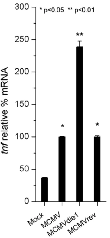 Figure 5. tnf gene expression in infected-BMMW. Total RNA was extracted at 10 h after mock infection or MCMV, MCMVdie1 and MCMVrev infection of BMMW
