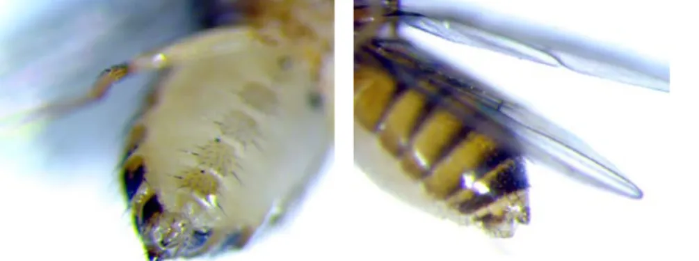 Figure 1.  Abnormal  ovipositor (ventral and  lateral views). 