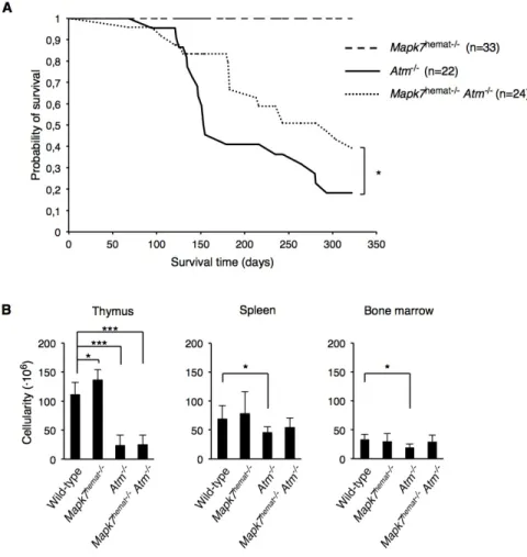 Figure 1: Absence of MAPK7 delays tumorigenesis in Atm -/-  mice.  A. Kaplan-Meier survival curves of Mapk7 hemat-/-  (n = 33), Atm - -/-  (n = 22) and Mapk7 hemat-/- Atm -/-  (n = 24) mice over 320 days