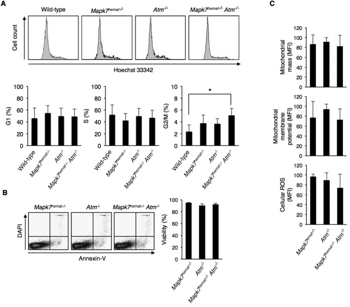 Figure 4: Increased G2/M cell cycle phase accumulation in DN thymocytes of Mapk7 hemat-/- Atm -/-  mice