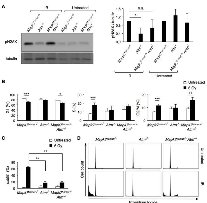 Figure 5: Absence of Mapk7 in Atm -/-  mice restores the DNA damage response to ionizing irradiation