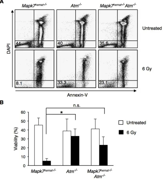 Figure 6: Absence of Mapk7 in Atm -/-  mice restores the apoptotic response to ionizing irradiation