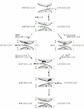 Fig. 6. Model de cotransport proposal per KESSLER i SEMENZA (1983). Es tracta d'un porus amb comporta sensible a la diferencia de potencial existent a la membrana luminal (A P)