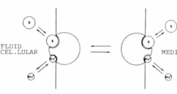 Fig. 4. Model &#34;refinat&#34; de CRANE (1977). En aquest model, el transportador (C) es pot unir primer al substrat o a I'io sodi (X') per a formar el complex binari, i despres al scgon cosubstrat, i aixi donar lloc al complex ternari
