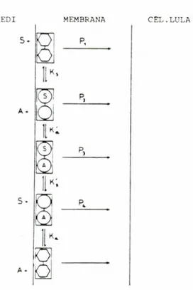Fig. 5. Model de cotransport proposat per ALVARADO i LtiERMINIER ( 1982) tant per a sucres corn per a aminoacids ncutres 