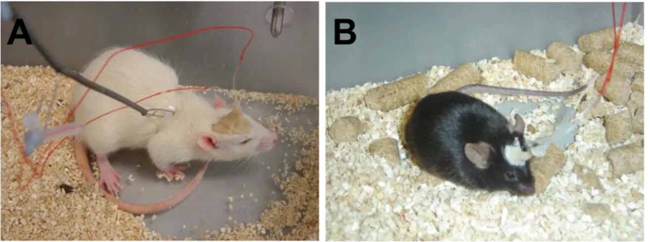 Figura 10. Rata (A) i ratolí (B) durant l’ experiment de microdiàlisi. 