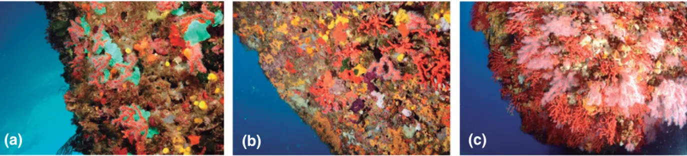 Figure 1 Restoration of Corallium rubrum populations. (a) A new population was transplanted in 2011; (b) most transplanted colonies survived in 2015, after 4 years of transplantation; and (c) natural well-protected C