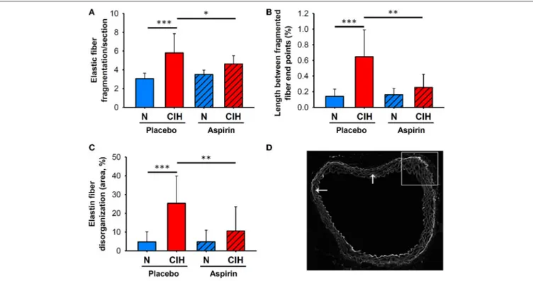 FIGURE 1 | Elastin network morphological remodeling associated with CIH and ASA treatment